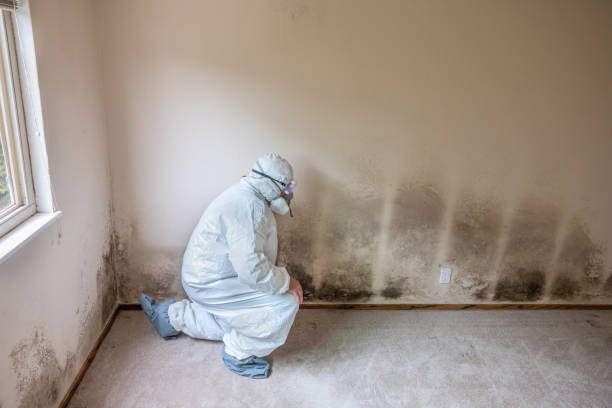 Best Mold Removal for HVAC Installations  in Suffolk, VA